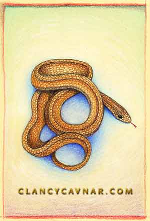 Red Belly Snake