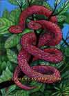 Twin Snakes 