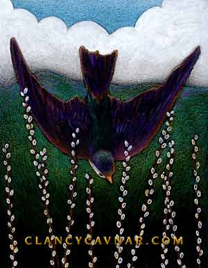 Violet Green Swallow