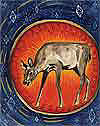 Deer Chakras