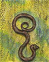 Snake on Yellow Skin