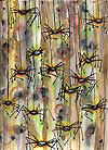 Spiders