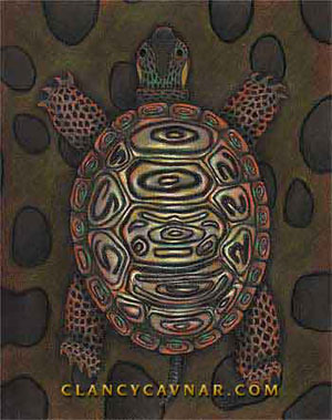 Brown Turtle